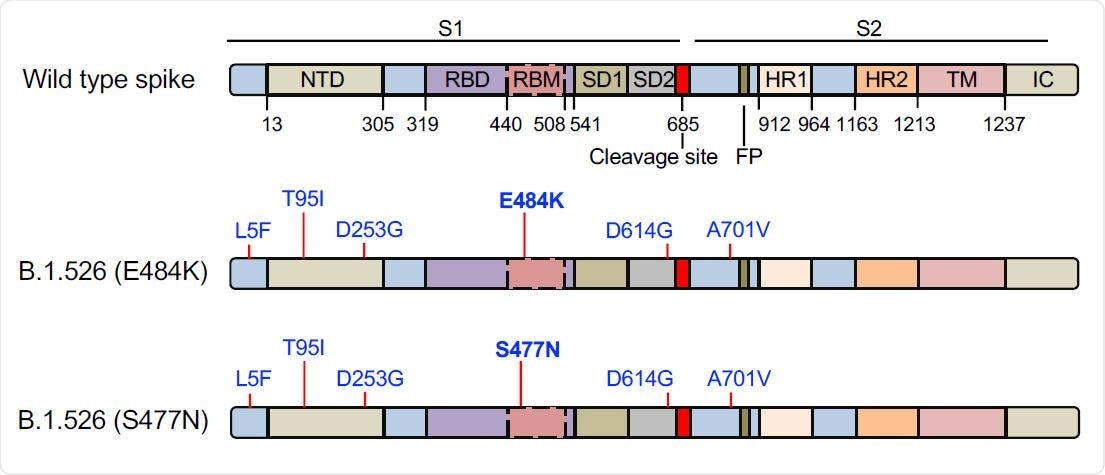 The domain structure of the SARS-CoV-2 spike protein is shown above. NTD, Nterminal domain; RBD, receptor-binding domain; RBM, receptor-binding motif; SD1 subdomain 1; SD2, subdomain 2; FP, fusion peptide; HR1, heptad repeat 1; HR2, heptad repeat 2; TM, transmembrane region; IC, intracellular domain. The location of the mutations in the two B.1.526 spike proteins is diagrammed below with the distinguishing E484K and S477N mutations in bold.