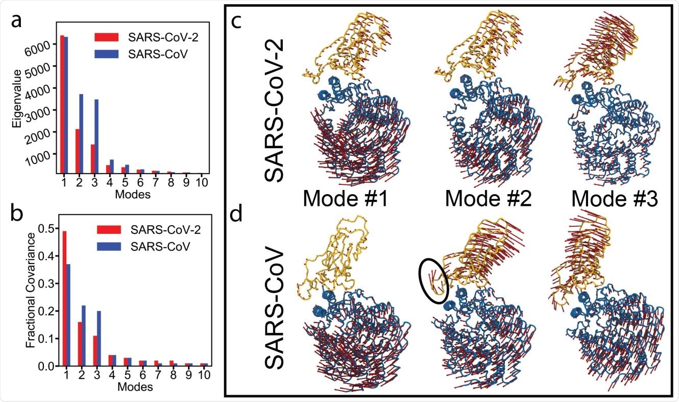 Essential dynamics analysis of two RBD-ACE2 complexes of SARS-CoV-2 and SARS-CoV viruses. (a) Eigenvalues and (b) fractional variance of top-10 modes. Three dominant modes of the complexes with (c) SARS-CoV-2 and (d) SARS-CoV. ACE2 and RBD are shown in blue and yellow, respectively. Motion of a loop in SARS-CoV in mode #2 is highlighted with a black oval.