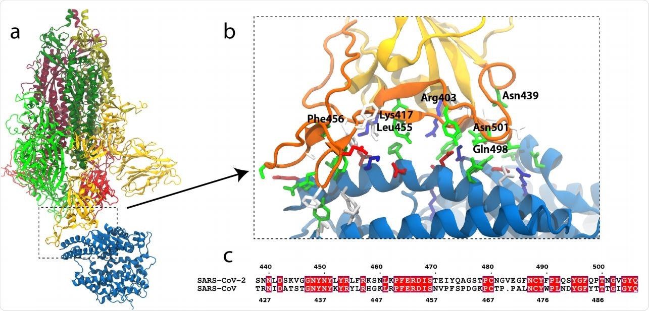 SARS-CoV-2 S-protein binding to ACE2. (a) S-protein trimer (green, yellow, red) bound to the peptidase domain of ACE2 (blue). The lighter and darker shades of the trimer are S1 and S2, respectively. The viral envelope would be at the top and the host cell membrane at the bottom. (b) Close-up of the RBM (orange) interacting with ACE2. Residues near the interface are shown in a stick representation, colored by residue type (blue and red are positively and negatively charged, respectively, green is polar, white is hydrophobic). Specific residues in SARS-CoV-2 are labeled. (c) Alignment of the RBMs of SARS-CoV-2 and SARS-CoV19. Identical residues are white on red background.