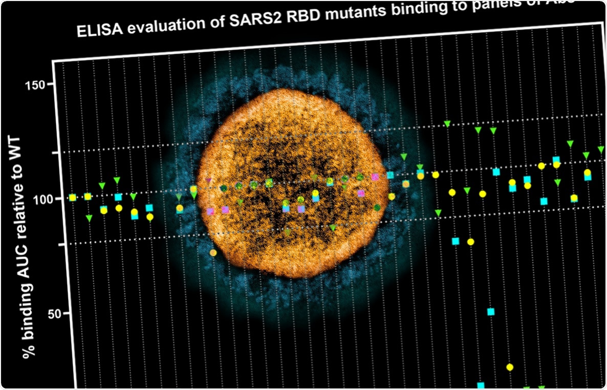 Study: Neutralization of European, South African, and United States SARS-CoV-2 mutants by a human antibody and antibody domains