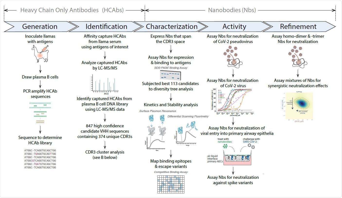 Pre-screening protocol to select llamas with naturally strong immune responses, as determined by activity against standard animal vaccines