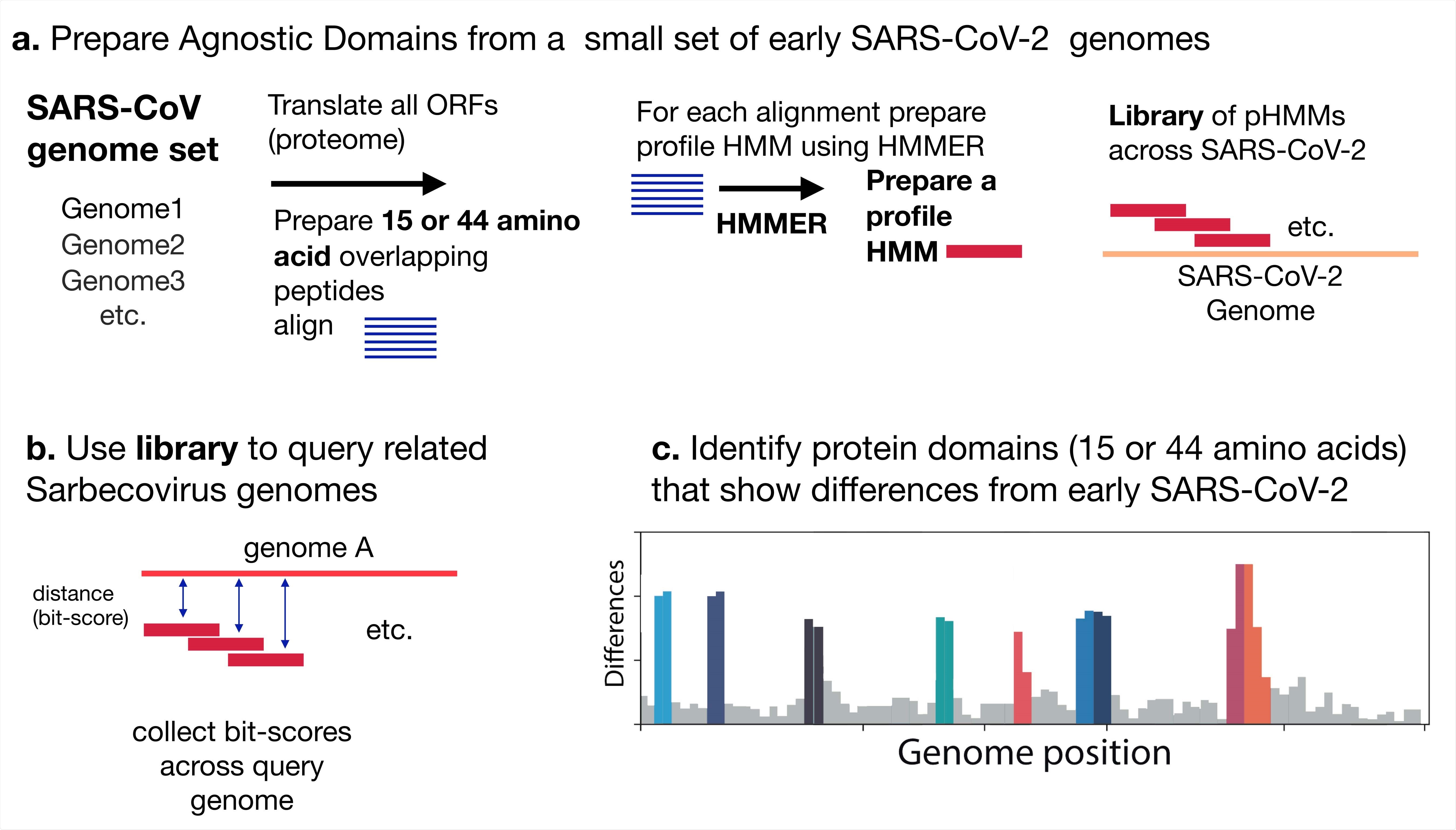Analysis scheme. (A) Profile Hidden Markov Model (pHMM) domains were generated from a set of 35 early lineage B SARS-CoV-2 genome sequences. All open reading frames were translated and then sliced into either 44 amino acid peptides with a step size of 22 amino acids or 15 amino acid peptides with a step size of 8 amino acid. The peptides were clustered using Uclust (13), aligned with MAFFT (14) and then each alignment was built into a pHMM using HMMER-3 (10). (B) The set of pHMMs were used to query Sarbecovirus genome sequences, bit scores were collected as a measure of similarity between each pHMM and the query sequence. (C) Bit-scores were gathered an analyzed to detect regions that differ between early SARS-CoV-2 genomes and query genomes.