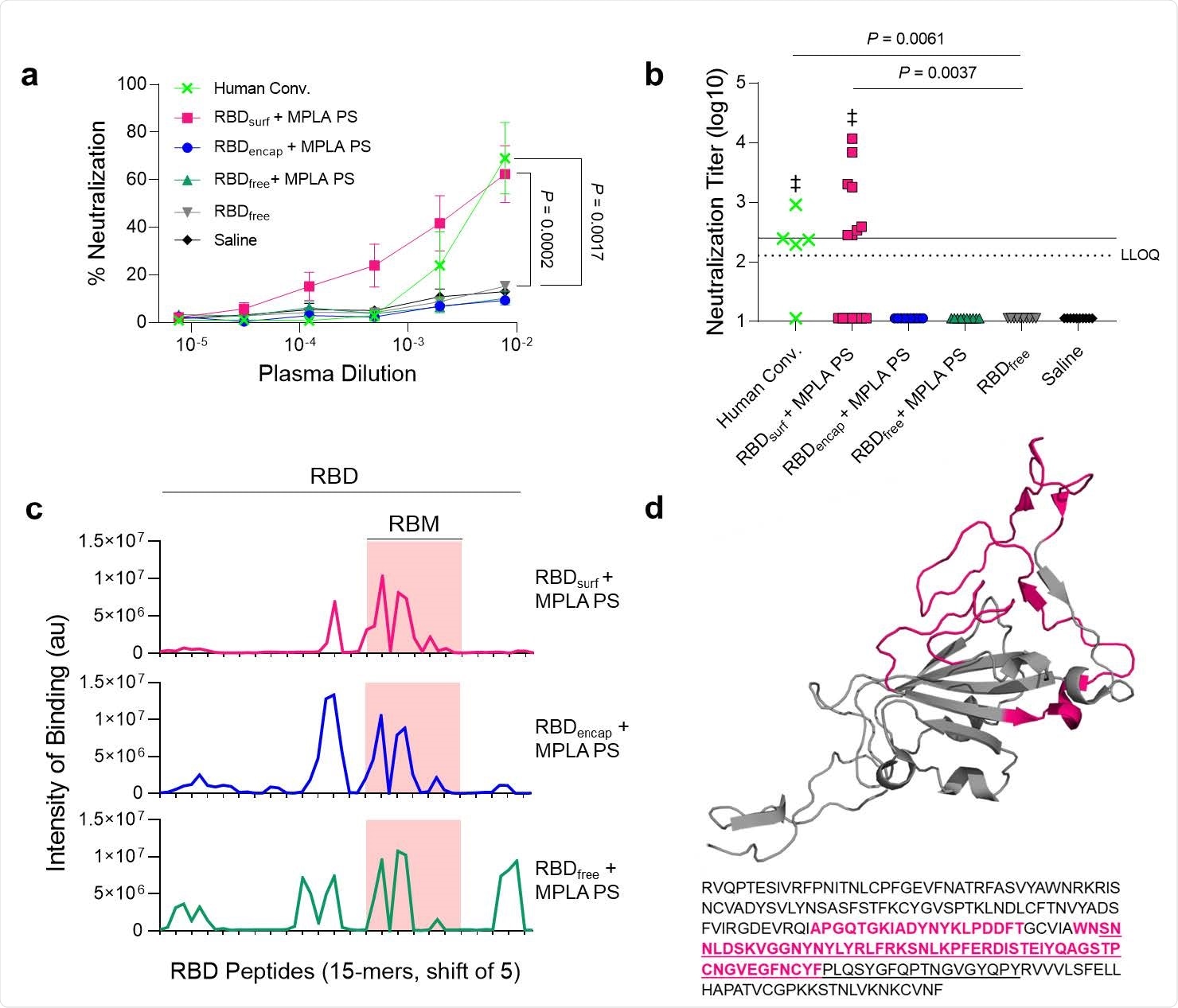 Antibodies induced by vaccination with RBDsurf + MPLA PS are neutralizing and localized to the receptor binding motif. a, Plasma from mice 1 week post-boost was tested for its ability to neutralize SARS-CoV-2 infection of Vero E6 cells in vitro. Percent neutralization for multiple plasma dilutions normalized to cells without virus (100%) or without plasma (0%). Data plotted as mean ± SEM for n = 5 convalescent human samples (human conv.) or 10-15 mice. Comparisons to unadjuvanted RBDfree were made for lowest dilution (10-2.11) using one-way ANOVA with Dunnett