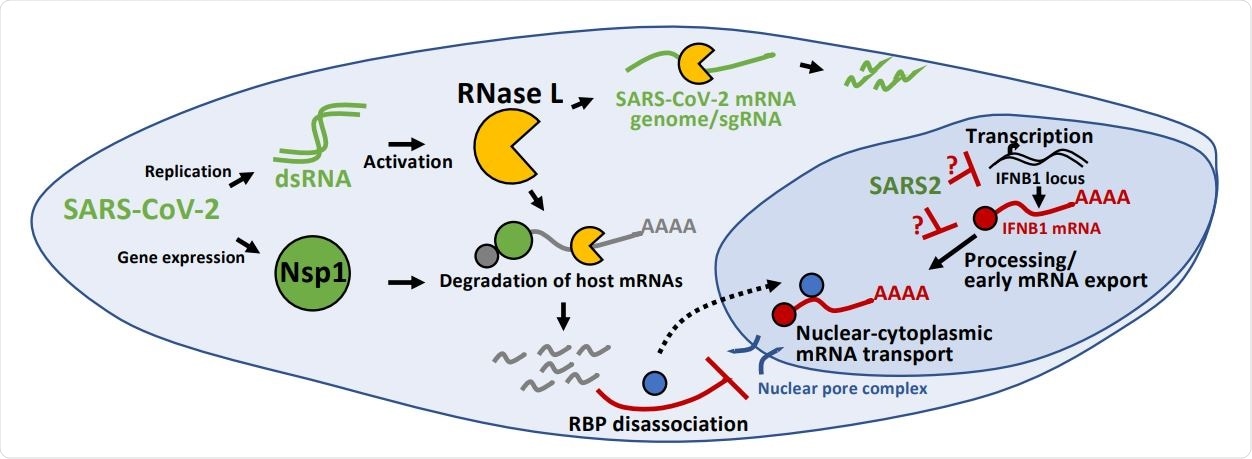 Inhibition of antiviral mRNA biogenesis during SARS-CoV-2 infection. Schematic modeling how antiviral mRNA biogenesis is inhibited during SARS-CoV-2 infection. SARS-CoV-2 replication generates double-stranded RNA (dsRNA), which leads to RNase L activation. RNase L-mediated mRNA decay reduces SARS-CoV-2 full-length mRNA genome and sub-genomic mRNAs. In addition, SARS-CoV-2 expresses the viral Nsp1 protein. Both RNase L activation and Nsp1 expression result in rapid and widespread decay of host basal mRNAs. While RNase L directly cleaves mRNAs, the mechanism of Nsp1-mediated mRNA decay is unclear. The degradation of host mRNAs results in release of RNA-binding proteins (RBPs), and this perturbs late stages of nuclear-cytoplasmic RNA transport. The sequestration of antiviral mRNAs, such as IFNB1 mRNA, in the nucleus prevents their association with ribosomes in the cytoplasm, reducing their translation for protein production. In addition, SARS-CoV-2 inhibits the transcription, an aspect of mRNA processing, or association with early mRNA export factors, and/or rapidly degrades dsRNA-induced antiviral mRNAs, such as IFNB1 mRNA. The result of this is the inability of IFNB1 mRNAs to exit the site of IFNB1 transcription, preventing their transport to the cytoplasm and reducing their translation.