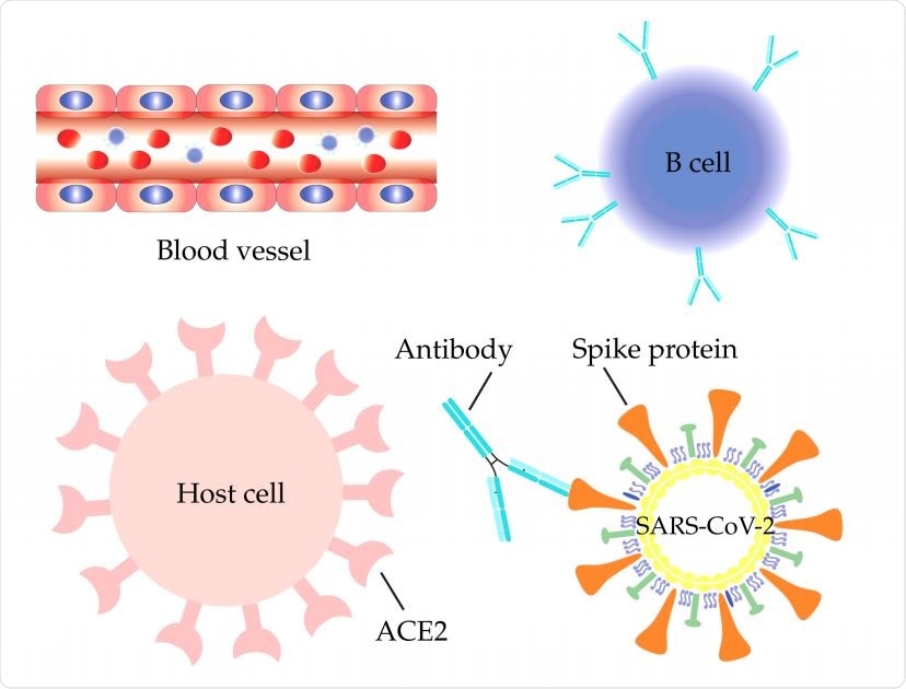 SARS-CoV-2 S protein antibodies are secreted by B cells in aiming to compete with the host ACE2 for binding to the S protein RBD