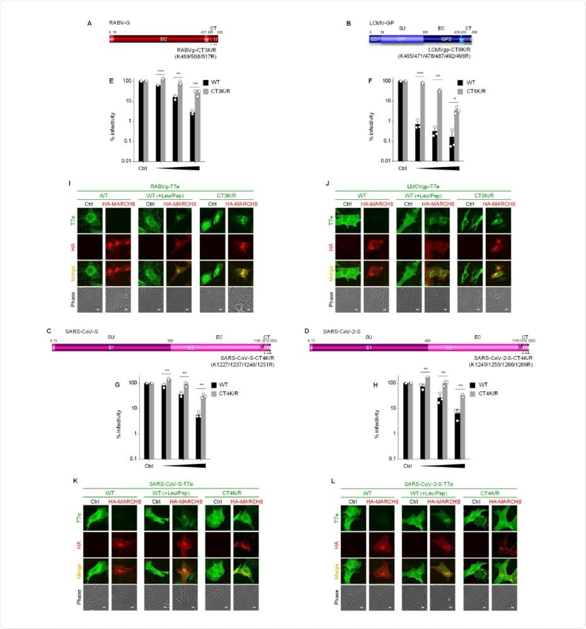 MARCH8 targets lysine residues in the cytoplasmic tail of viral envelopes with single transmembrane domains. (A-D) Schematic gene structures of the lysine mutants of (A) RABV-G (CT3K/R); (B) LCMV-GP (CT-6K/R); (C) SARS-CoV-S (CT-4K/R); and (D) SARS-CoV-2-S (CT-4K/R). SP, signal peptide; EC, extracellular domain; TM, transmembrane domain; CT, cytoplasmic tail; SU, surface subunit. (E-H) MARCH8 resistance is conferred by mutations in cytoplasmic lysine residues of viral envelopes with single transmembrane domains. Infectivity assays were performed as described in Figure 1A except that the maximum amount of MARCH8 plasmid used was 120 ng. Black and gray columns represent the wild-type (WT) and lysine mutants of each viral envelope glycoprotein, respectively. Data from three independent experiments are shown as a percentage of the infectivity of viruses produced in the absence of MARCH8 when the WT protein or its mutant was used (mean ± s.d., n = 3 technical replicates). *p<0.05, **p<0.005, ***p<0.0005, ****p<0.0001 compared with the WT using sing two-tailed unpaired t-tests. ns, not significant. (I-L) Lysine mutants of viral envelopes are resistant to MARCH8-mediated lysosomal degradation. Shown are immunofluorescence-based analyses of the expression of either the T7 epitope (T7e)-tagged WT or K/R mutant of (I) RABV-G; (J) LCMV-GP; (K) SARS-CoV-S; and (L) SARS-CoV-2-S with or without MARCH8 in transfected HOS cells. All WT viral envelopes were rescued from MARCH8-induced degradation in the presence of lysosomal protease inhibitors (+Leu/Pep), as shown in each of the middle panels. Scale bars, 10 μm.