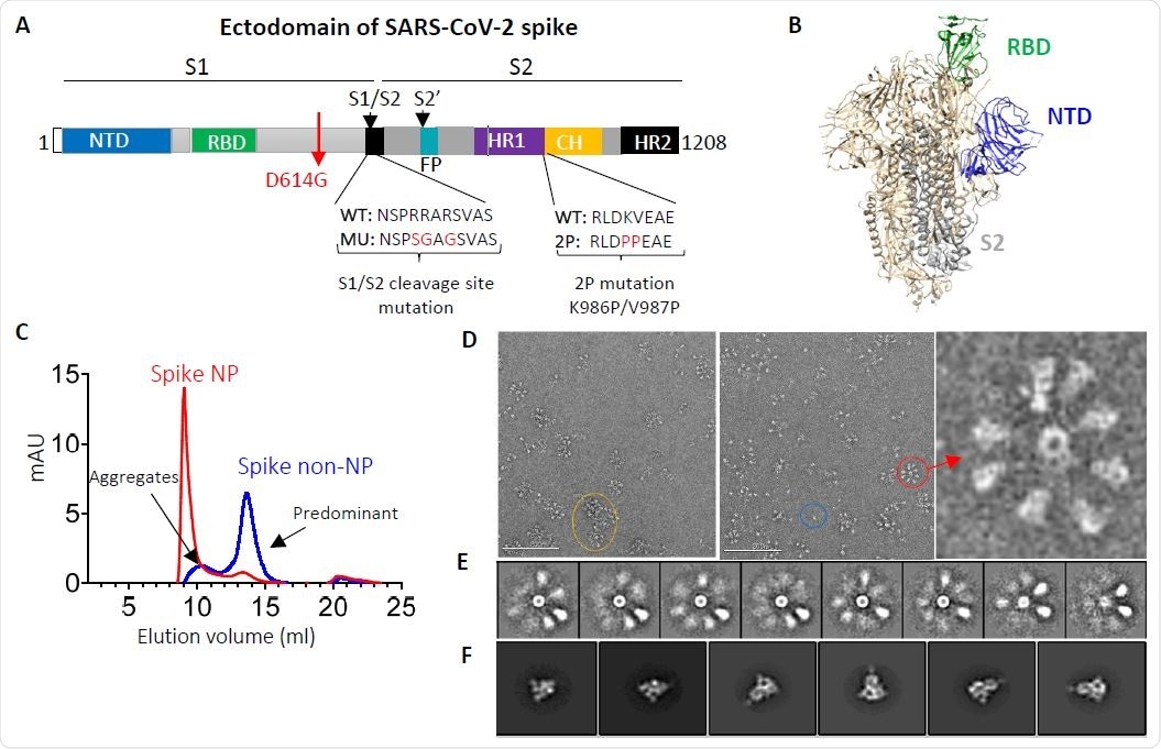 SARS-CoV-2 spike ectodomain and nanoparticle presenting trimeric spike ectodomain. (A) Schematic of SARS-CoV-2 spike protein ectodomain. NTD: N-terminal domain; RBD: receptor-binding domain; S1/S2= S1/S2 protease cleavage site;