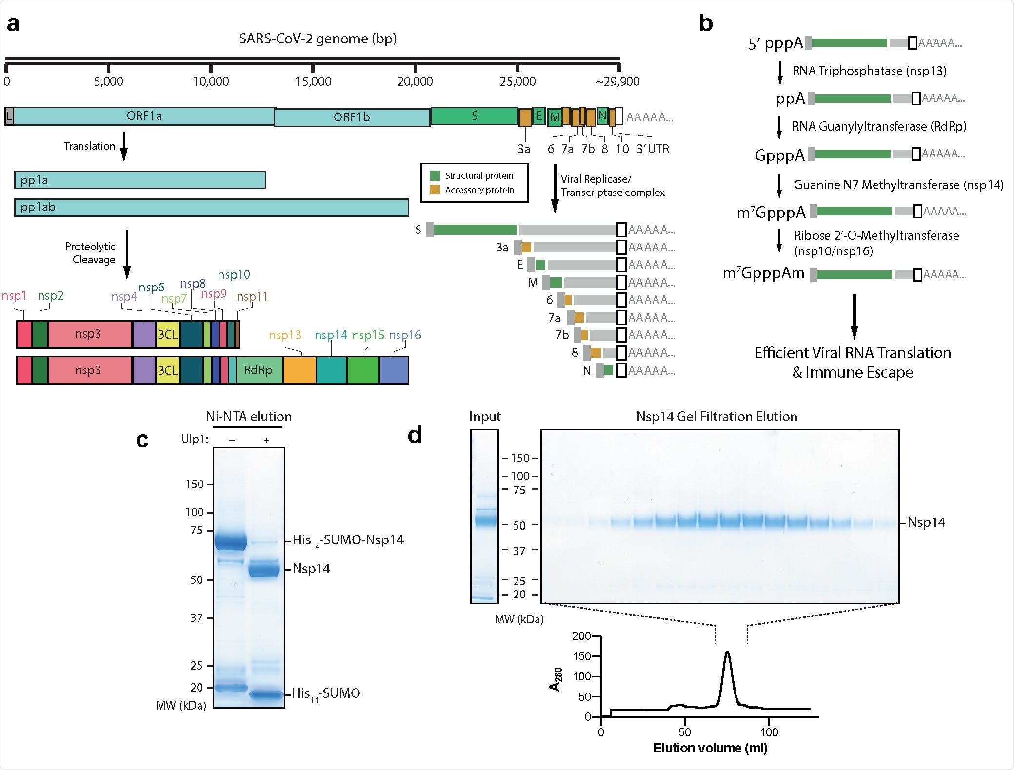 Purification of nsp14 Guanine N7 Methyltransferase a) Outline of the SARS-CoV-2 genome. Pp1a and Pp1ab represent polyproteins a and ab, respectively. Pp1a and pp1ab are able to autoproteolytically cleave themselves to form the nsp proteins outlined. The viral replicase/transcriptase complex produces a series of nested viral RNAs that encode accessory (orange) or structural (green) viral proteins. b) Viral RNA capping outline. The initial RNA nucleotide possesses a γ and β phosphate, unlike following RNA bases. The γ phosphate is removed by nsp13, followed by the addition of Gp by nsp12, releasing pyrophosphate. nsp14 and nsp16/10 then catalyse the formation of the final Cap-0 structure. c) Coomassie gel of His14-SUMO cleavage. Left column: Elution from Ni-NTA beads without the Ulp1 SUMO-dependent protease. Right: Elution from Ni-NTA beads after treatment with Ulp1 (see Methods). d) Gel filtration fractions of nsp14. Left: Input to gel filtration. Right: Pooled fractions from the main peak of the elution (lower). nsp14 expected size: 55 kDa.