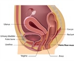 Pelvic Floor Muscles