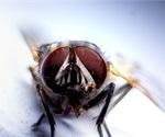 House flies can carry SARS-CoV-2 up to 24 hours after exposure, study finds