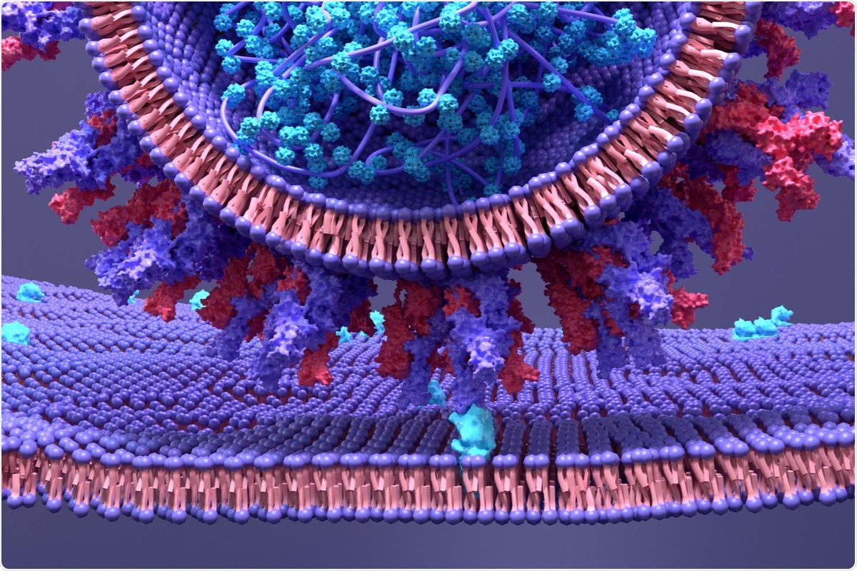 Study: Predicted structural mimicry of spike receptor-binding motifs from highly pathogenic human coronaviruses. Image Credit: Design_Cells / Shutterstock