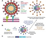Protein-based vaccines against SARS-CoV-2 may provide advantages over mRNA-based vaccines