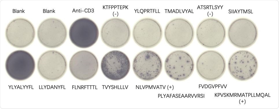 Mouse 3-2 ELISpot results for indicated peptides resulting from an mRNA-LNP vaccine using the ALC-0315 formulation. Blanks contained no added peptides, and positive controls (+) and negative controls (-) are indicated. Anti-CD3 antibody was added as a positive control to the indicated well.
