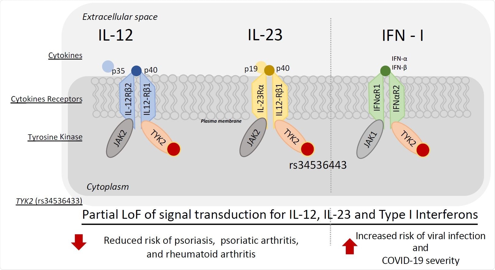 Conceptual model of the relationship between TYK2 (rs34536133) with reduced risk for psoriasis, psoriatic arthritis, rheumatoid arthritis, and simultaneous increased risk of COVID-19 severity.