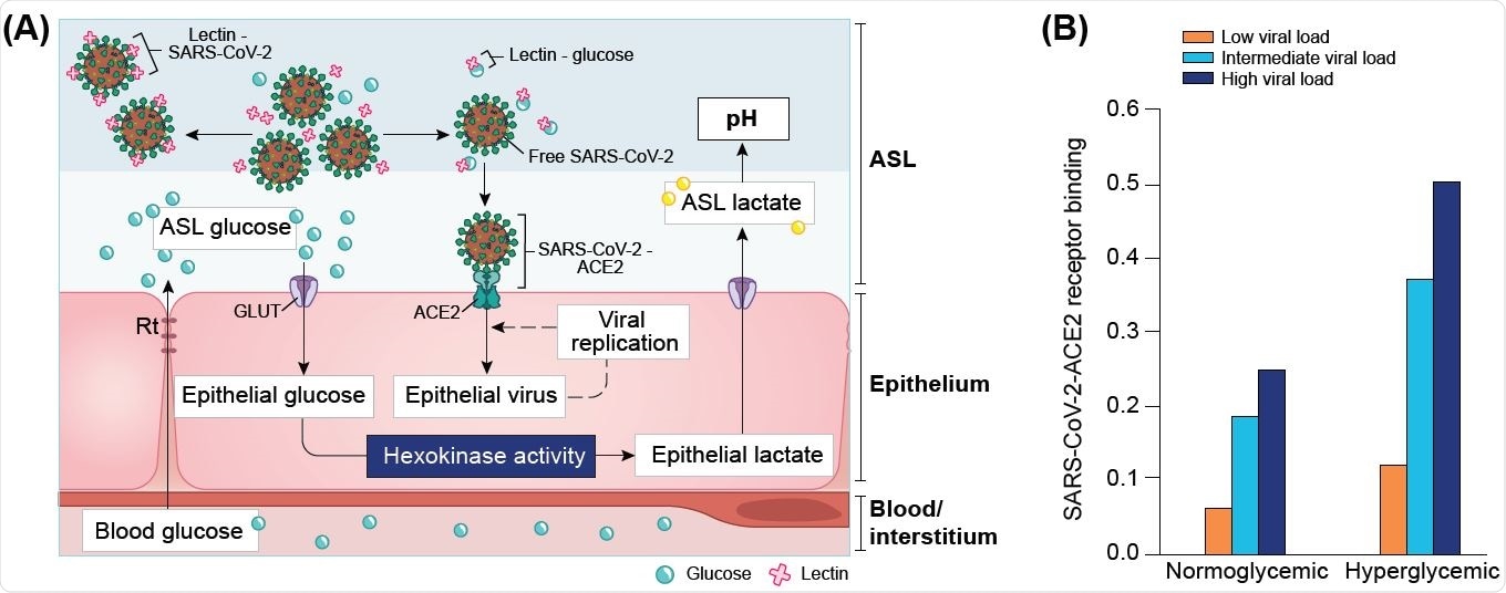 Computational modeling of glucose-dependent SARS-CoV-2 infection. (A) Schematic representation of the parameters used in the different SARS-CoV-2 primary infection computational models. GLUT = Glucose transporters (1, 2, 10); Rt = paracellular resistivity (1/Rt = paracellular conductivity in model) (see methods for details). (B) Simplified modeling of SARS-CoV-2 - ACE2 binding in a normoglycemic or hyperglycemic patient, as a function of the viral load (represented by three different viral contents at the time of infection, see Definition of viral loads in methods). Normoglycemic = 0.4 mM ASL glucose, hyperglycemic = 1.2 mM ASL glucose.