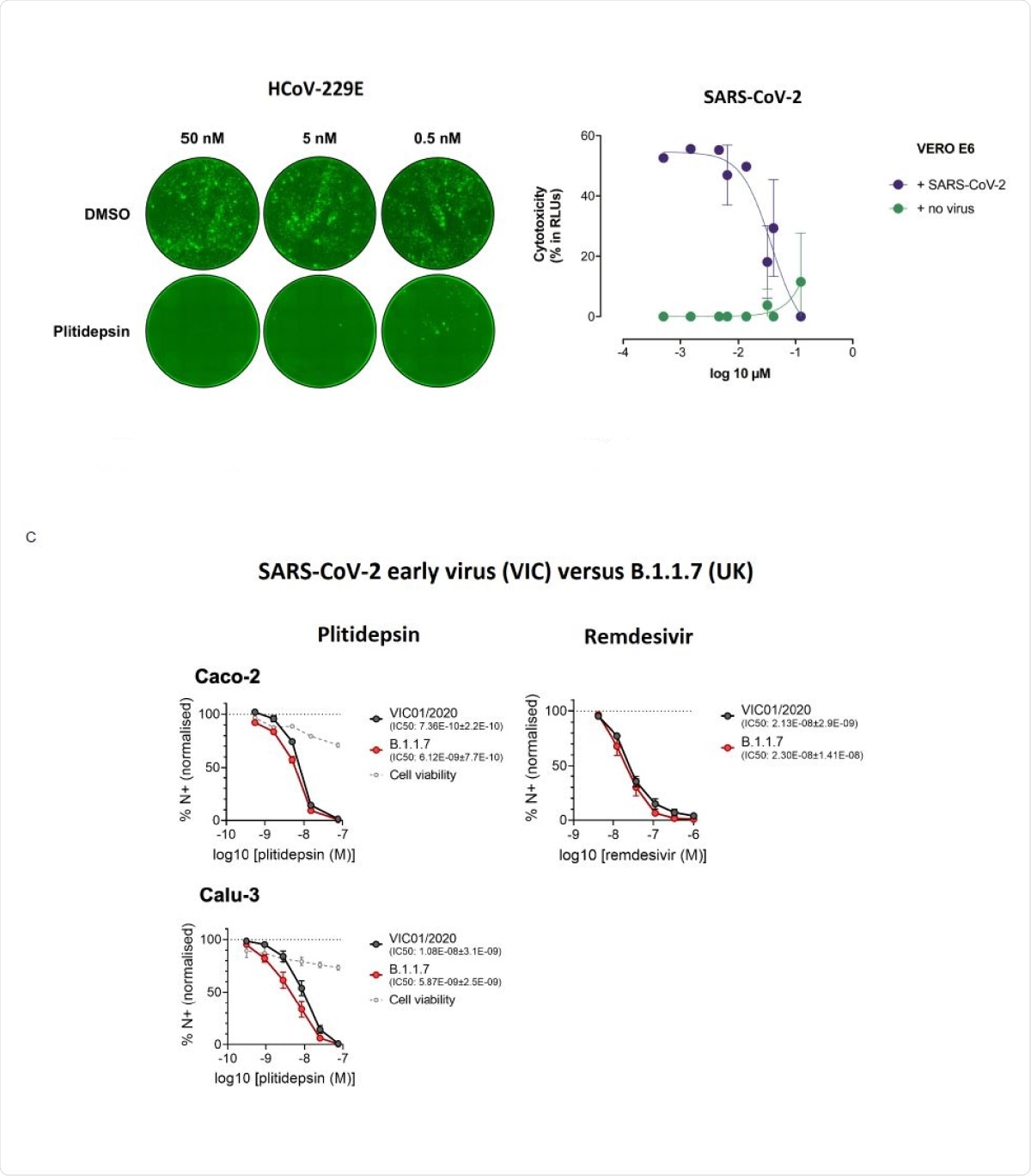 Plitidepsin shows strong antiviral activity in vitro against different coronavirus species and variants.