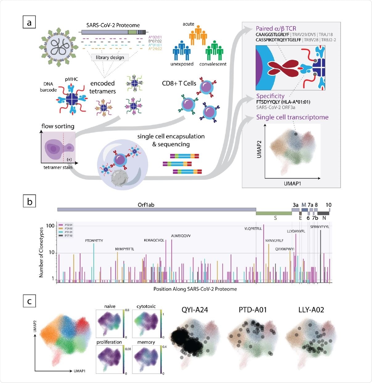 Overview of the experimental approach to decode the CD8+ T cell response to SARS-CoV-2. (a) Schematic of the method where encoded 5 tetramer libraries, designed independently for each HLA allele to span the entire SARS-CoV-2-proteome, are used to stain enriched CD8+ cells from subject PBMCs, which are then sorted and subjected to singlecell sequencing (left). Using this approach, TCR sequence, peptide/HLA specificity and transcriptomic features are simultaneously acquired for each cell (right). (b) Clonotype specificity detected by HLA allele and epitope across the SARS-CoV-2 proteome. A scheme of the viral ORF structure is shown at the top. Bar colors denote HLA allele. Amino acid sequences of epitopes recognized by the largest number of T cell clonotypes are shown next to the corresponding bar (c). Single-cell transcriptomic analysis showing global UMAP clustering, scoring by functional gene set, and projections onto the transcriptomic UMAP for T cells with specificity toward select epitopes in convalescent individuals. QYI-A24, PTD-A01, and LLYA02 correspond to QYIKWPWYI in A*24:02, PTDNYITTY in A*01:01, and LLYDANYFL in A*02:01, respectively
