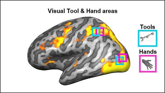 Visual brain areas also encode the proper way to hold tools