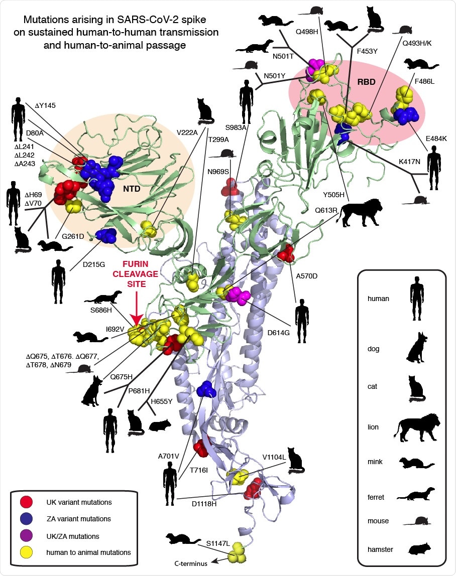 Compilation of SARS-CoV-2 spike mutations occurring in humas and animals. Red spheres: United Kingdom (UK) variant, Blue spheres: South African (ZA) variant, Magenta: both UK/ZA variants, Yellow spheres: animals as indicated in the inset. NTD: Amino-terminal domain. RBD: Receptor binding domain.