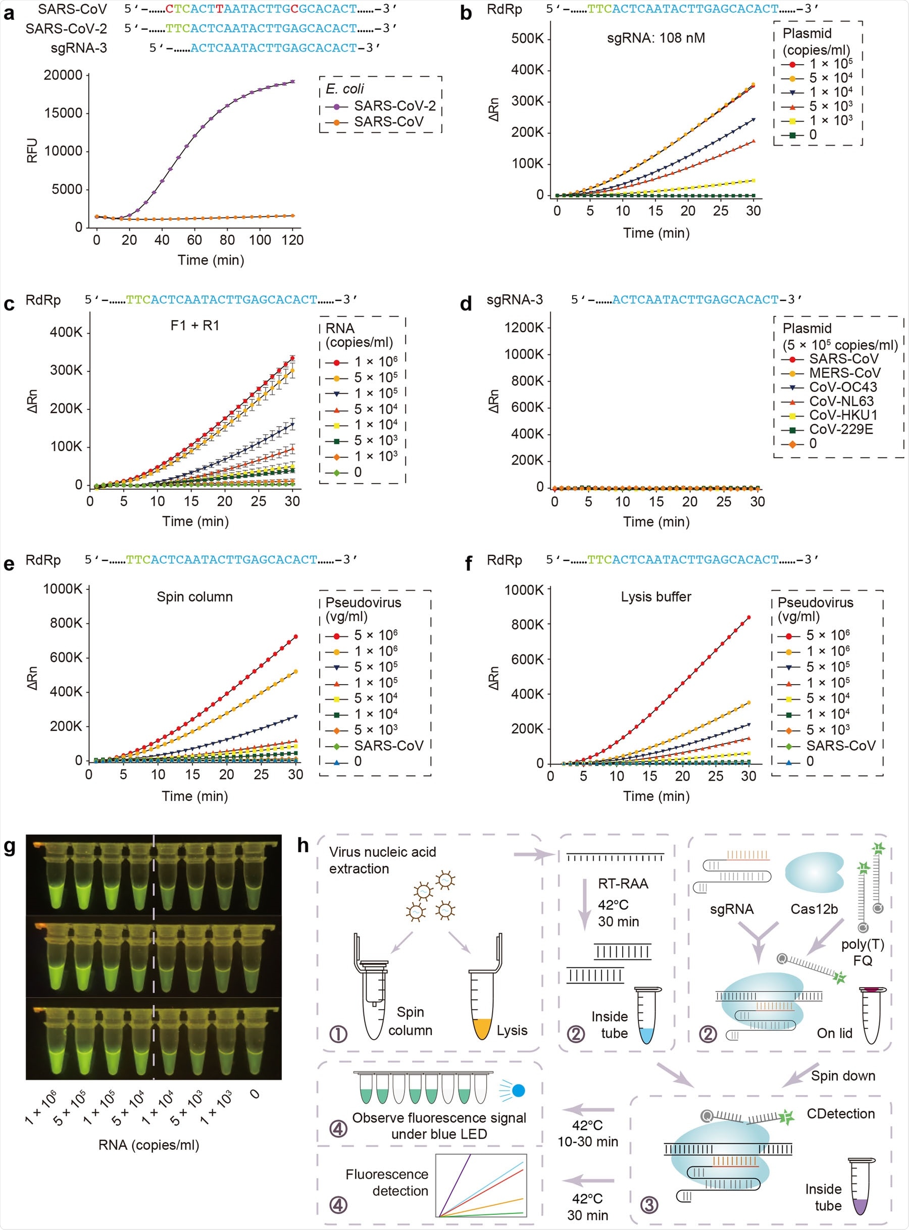CASdetec used for SARS-CoV-2 detection. a Fluorescence kinetics of sgRNA-3 for RdRp detection. E. coli cells bearing Blunt-SARS-CoV-RdRp or Blunt-SARS-CoV-2-RdRp were pre-incubated at 95 °C for 10 min and used as templates for RAA and CDetection. PAM sequences are colored in green, protospacers are colored in blue, base pair mismatches are colored in red. Error bars indicate standard errors of the mean (s.e.m.), n = 3. RFU, relative fluorescence units. b Fluorescence kinetics of RdRp detection using 108 nM sgRNA-3. Plasmid bearing SARS-CoV-2-RdRp was serially diluted as shown in the legend. n =2. ΔRn, ΔFluorescence, which refers to the Rn value of an experimental reaction minus the Rn value of the baseline signal generated by ABI 7500. c Fluorescence kinetics of F1- and R1-based RdRp detection. SARS-CoV-2-RdRp RNA was serially diluted as shown in the legend. Error bars indicate (s.e.m.), n =3. d Evaluation of cross-reactivity. Plamids containing target RdRp region from six human epidemic coronaviruses were serially diluted as the shown in the legend. n =2. e Detection of SARS-CoV-2 pseudovirus. Virus genome was extracted using the virus RNA extraction kit (spin column). SARS-CoV were diluted to 5 × 105 copies/mL. n =2. f Detection of SARS-CoV-2 pseudovirus. Virus was treated by direct lysis. SARS-CoV was diluted to 5 × 105 copies/mL. n = 2. g CASdetec results could be directly observed under blue LED. 3 replicates of products from Fig. 1c were imaged upon blue LED illumination. h Schematics showing the workflow of CASdetec. Virus genome was extracted by kit or direct lysis. Target sequences were pre-amplified by isothermal amplification, followed was CDetection. Fluorescence signals were obtained either from fluorescence reader or direct observation under blue light.