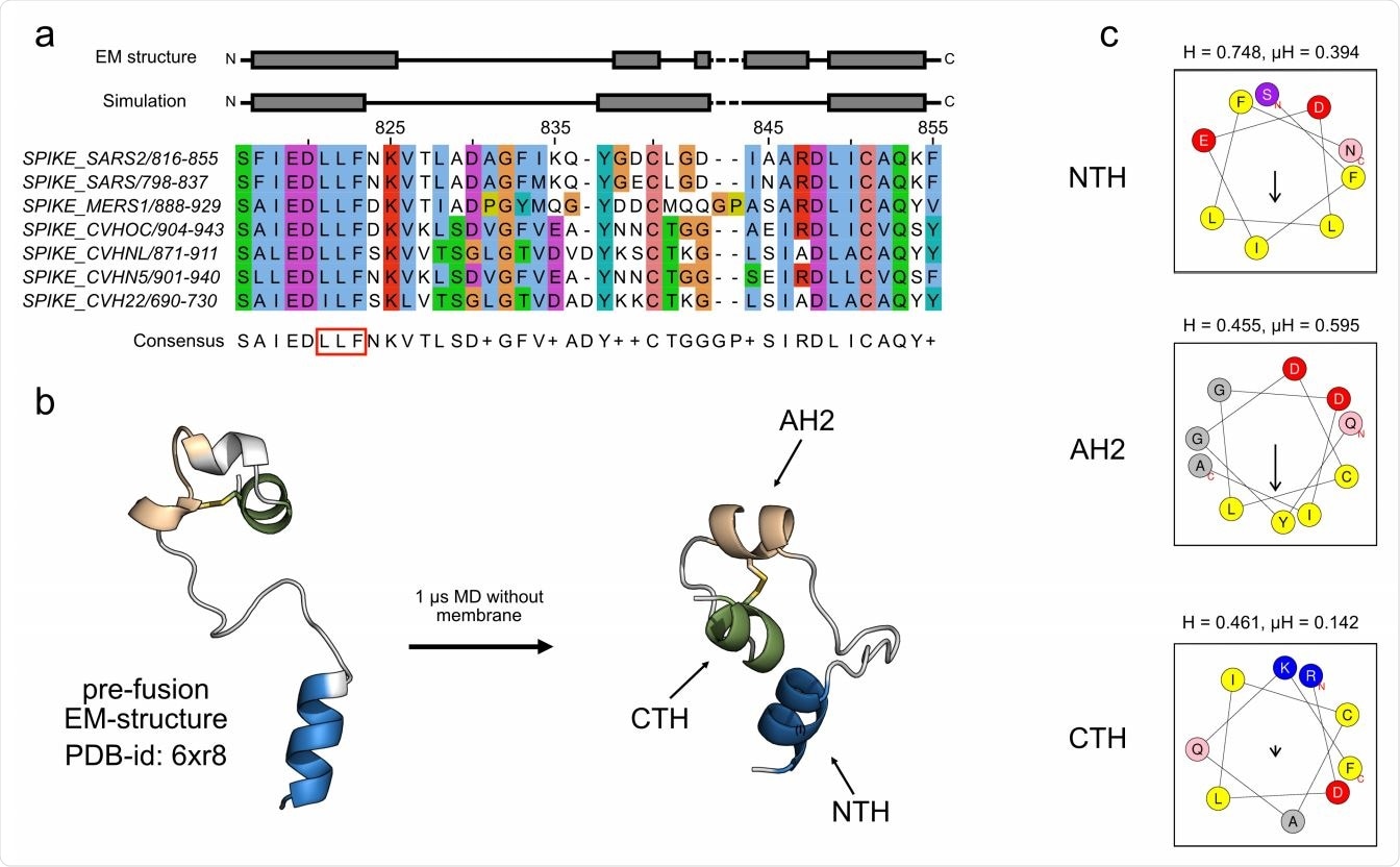 Amphipathic helices in SARS-CoV-2 fusion peptide. (a) Alignment of the FP region of human infectious coronaviruses and helix assignment from the cryo-EM structure (PDB ID: 6XR8, top)8 and from our simulation of the peptide without a membrane present (bottom). The red box marks the LLF motif in the N-terminal region. The fully conserved cysteines are at positions 840 and 851. The alignment was calculated using Clustal Omega. (b) Structural change of the FP in a 1 µs simulation in water and NaCl in cartoon representation (NTH in blue, AH2 in beige, CTH in green). (c) Amphipathic profiles of the NTH (top), the AH2 (middle) and the CTH (bottom) from SARS CoV-2 with hydrophobicity H and hydrophobic moment µH calculated with HeliQuest.