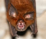 Two new SARS-like coronaviruses described in Russian horseshoe bats