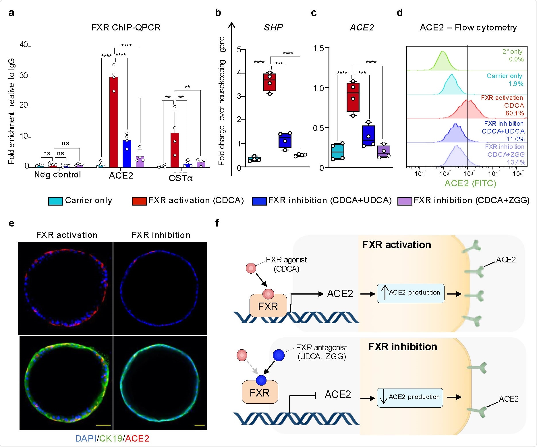 Expression of markers involved in SARS-CoV-2 entry in cholangiocytes. (a) Schematic illustration of different cholangiocyte populations corresponding to different areas of the biliary tree and cholangiocyte organoids (COs) derived from different areas of the biliary tree grown in absence or presence of the bile acids. (b) UMAP plot illustrating different cholangiocyte populations from (a) analysed by scRNAseq. (c) UMAP plots showing that viral entry related genes are predominantly expressed in extrahepatic cholangiocytes and COs treated with CDCA. (d) Immunofluorescence illustrating that ACE2 is predominantly expressed in extrahepatic cholangiocytes and CDCA11 treated gallbladder cholangiocyte organoids (GCOs). Scale bars 50 μm. (e) Violin plot