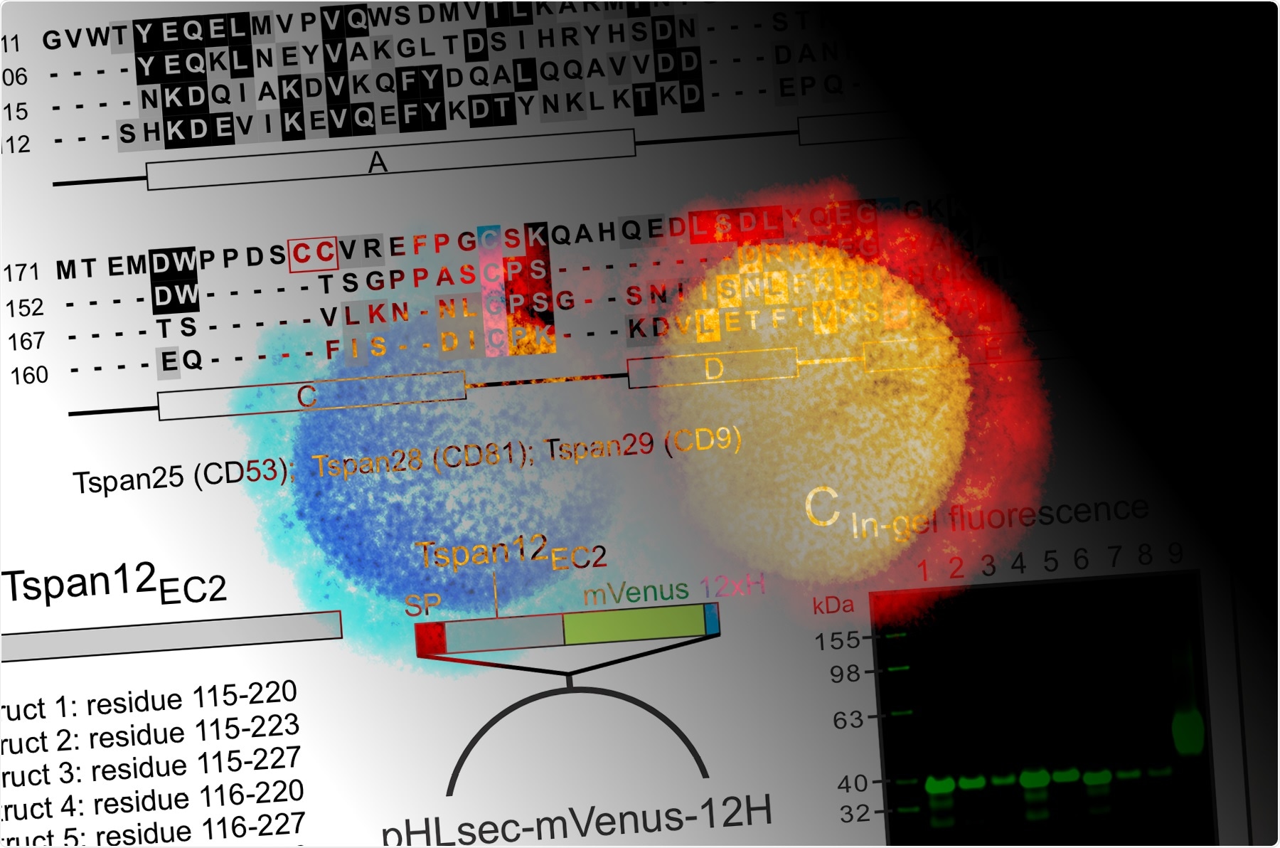 Study: Antibody Display of cell surface receptor Tetraspanin12 and SARS-CoV-2 spike protein
