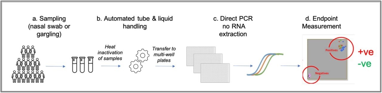 Schematic of the high throughput genome -based testing pipeline for SARS-CoV-2. (a) Sample tubes (barcoded) are brought to testing centres in 96-well carriers from collection points (e.g. see Figure 2) and prepared for high-throughput testing for SARS-CoV-2 (or other viruses). Samples are heat inactivated before automated transfer in 384-well format (b) and preparation for (c) direct RT-PCR without a requirement for RNA extractions and (d) endpoint measurement showing results of test (positive, negative).