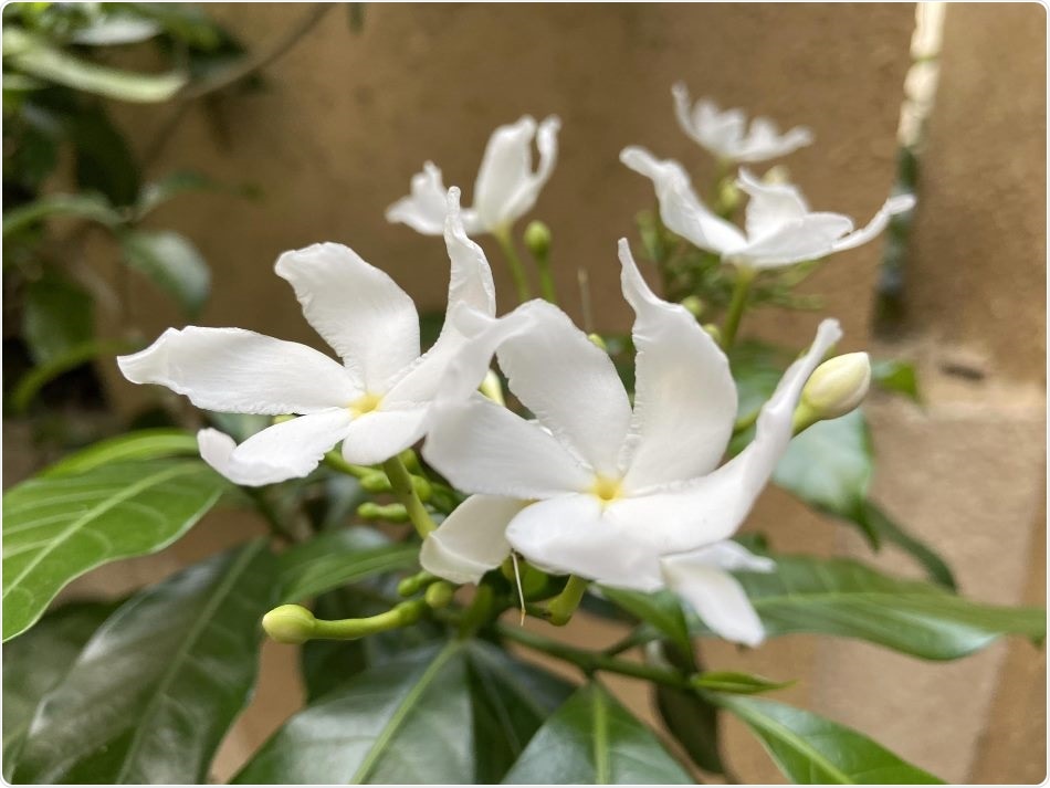 Research opens alternative therapeutic avenues for treatment of chronic pain