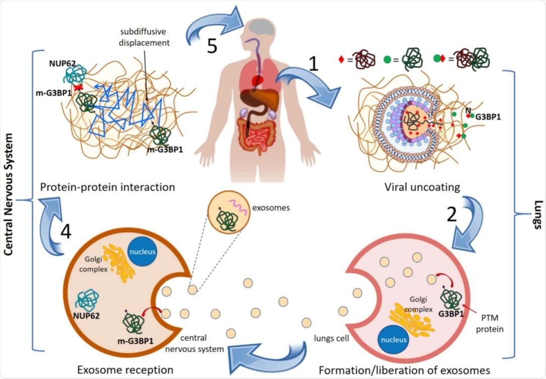 General mechanism of lungs-to-CNS cascade giving rise to PD in COVID-19 patients. See text for explanation.