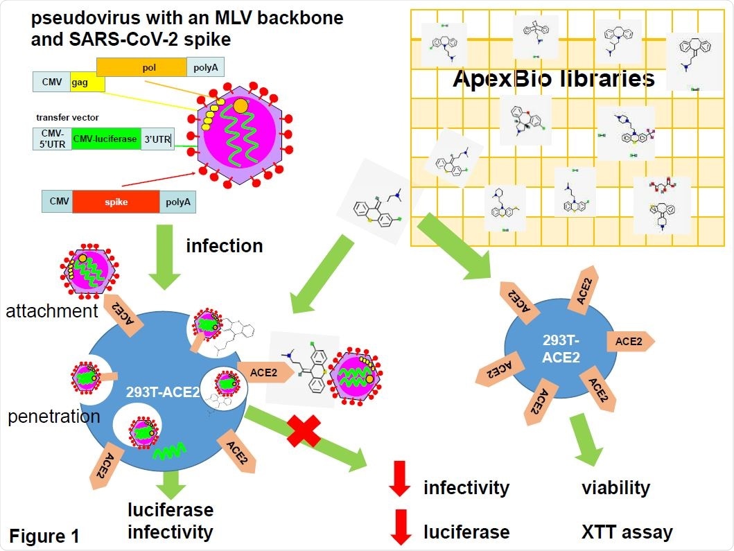 SARS-CoV-2 pseudotyped virus in anti-viral drug screening. Pseudovirus was generated on a mouse leukaemia virus (MLV) backbone using a three plasmid system consisting of an expression vector for MLV gag and pol, a transfer vector carrying a luciferase reporter gene and an expression vector encoding the SARS-CoV-2 spike protein. Pseudovirus was used to infect 293T cells stably expressing the human angiotensin converting enzyme 2 (ACE2). Pseudovirus entry was mediated by the binding of the spike protein to the ACE2 which then undergoes receptor-mediated endocytosis to trigger endosomal fusion to release the luciferase reporter gene into cell cytoplasm. Infectivity was measured as luciferase read-out. Drugs from two APExBIO libraries were screened for their ability to inhibit infectivity by measuring the reduction in luciferase activity. Since the spike protein only mediates virus entry, the pseudovirus system could be used to identify drug hits that inhibit SARS-CoV-2 entry steps only. Drug cytotoxicity was measured using an XTT viability assay in non-infected cells. Drug images were obtained from PubChem and APExBIO.