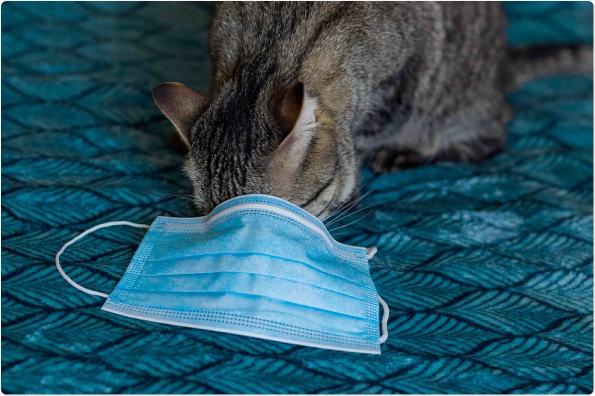 Study: The Second Wave of SARS-CoV-2 Circulation—Antibody Detection in the Domestic Cat Population in Germany. Image Credit: TanyaPhOtOgraf / Shutterstock