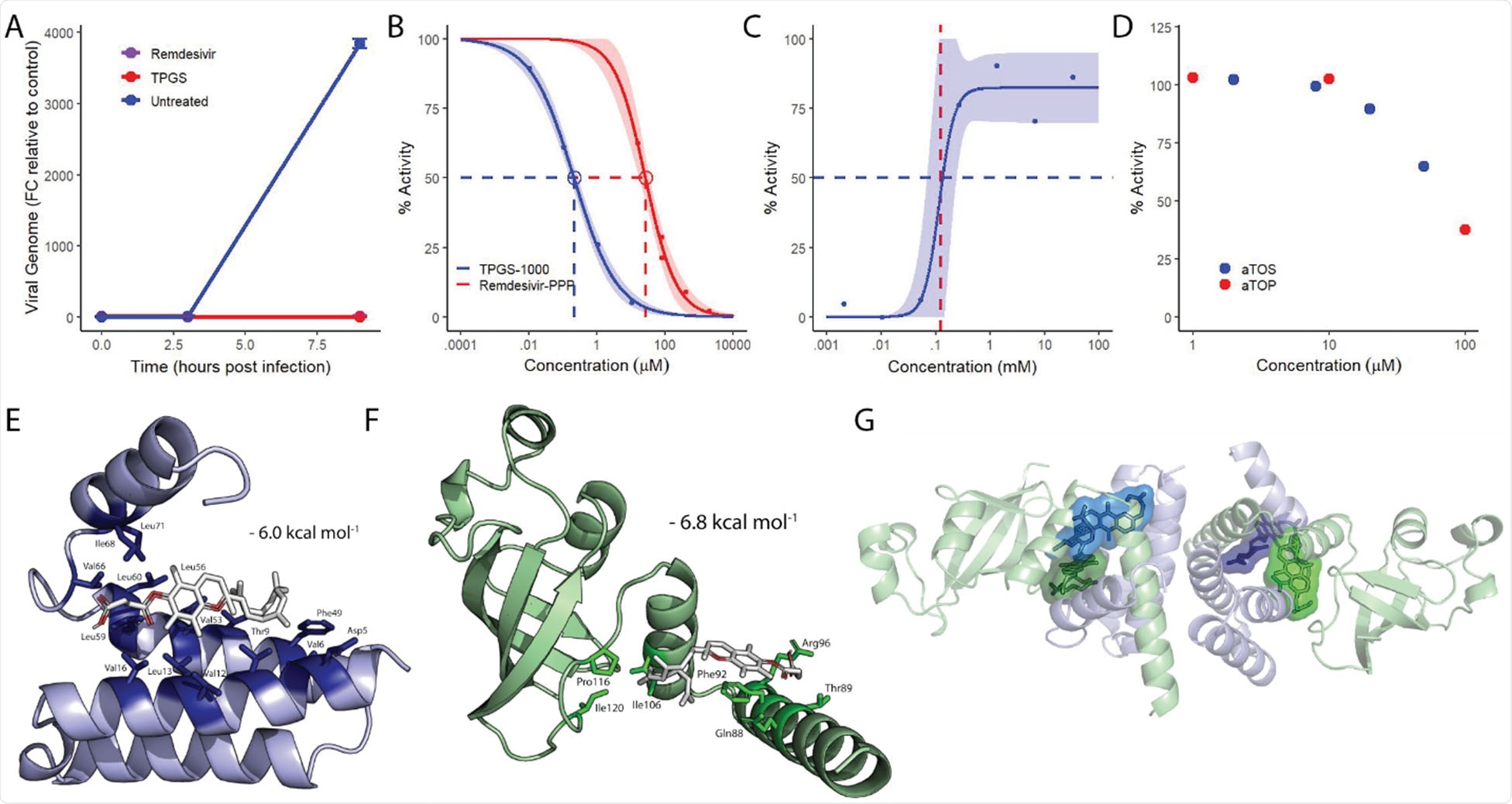 Water-soluble tocopherols inhibit the transcriptional activity of SARS-CoV-2 RNA-dependent RNA polymerase. A) Graph representing the fold change of SARS-CoV-2 genome in infected VeroE6 cells relative to initial uptake in the untreated control. Remdesivir and TPGS were given at a fully effective dose, 10 μM and 30 μM, respectively. Points and error bars represent the mean +/- SEM calculated from two technical replicates. B) Dose-response curves for the transcriptional activity of the SARS-CoV-2 replication complex treated with TPGS (blue) and remdesivir (red). The shaded region represents the 95% CI and points represent replicates from a single experiment. C) Dose-response curve for the transcriptional activity of the SARSCoV- 2 replication complex treated with high concentrations of TPGS, with 50% activity (blue, dashed line) and the critical micelle concentration of TPGS (red, dashed line) indicated. The upper limit of the model was not fixed. Points represent replicates from a single experiment. D) Doseresponse plot for increasing concentrations of αTOS (blue) and αTOP (red). Points represent replicates from a single experiment. E) Docking model of the most favorable pose for αTOS (white) interacting with conserved, hydrophobic residues (dark blue, named) within NSP7 (light blue). F) Docking model of the most favorable pose for αTOS (white) interacting with conserved, hydrophobic residues (dark green, named) within NSP8 (light green). G) Representation of the heterotetrameric structure of NSP7 (light blue) and NSP8 (light green) with the most favorable poses of αTOS interacting individually with each NSP7 (dark blue) and NSP 8 (dark green) superimposed.