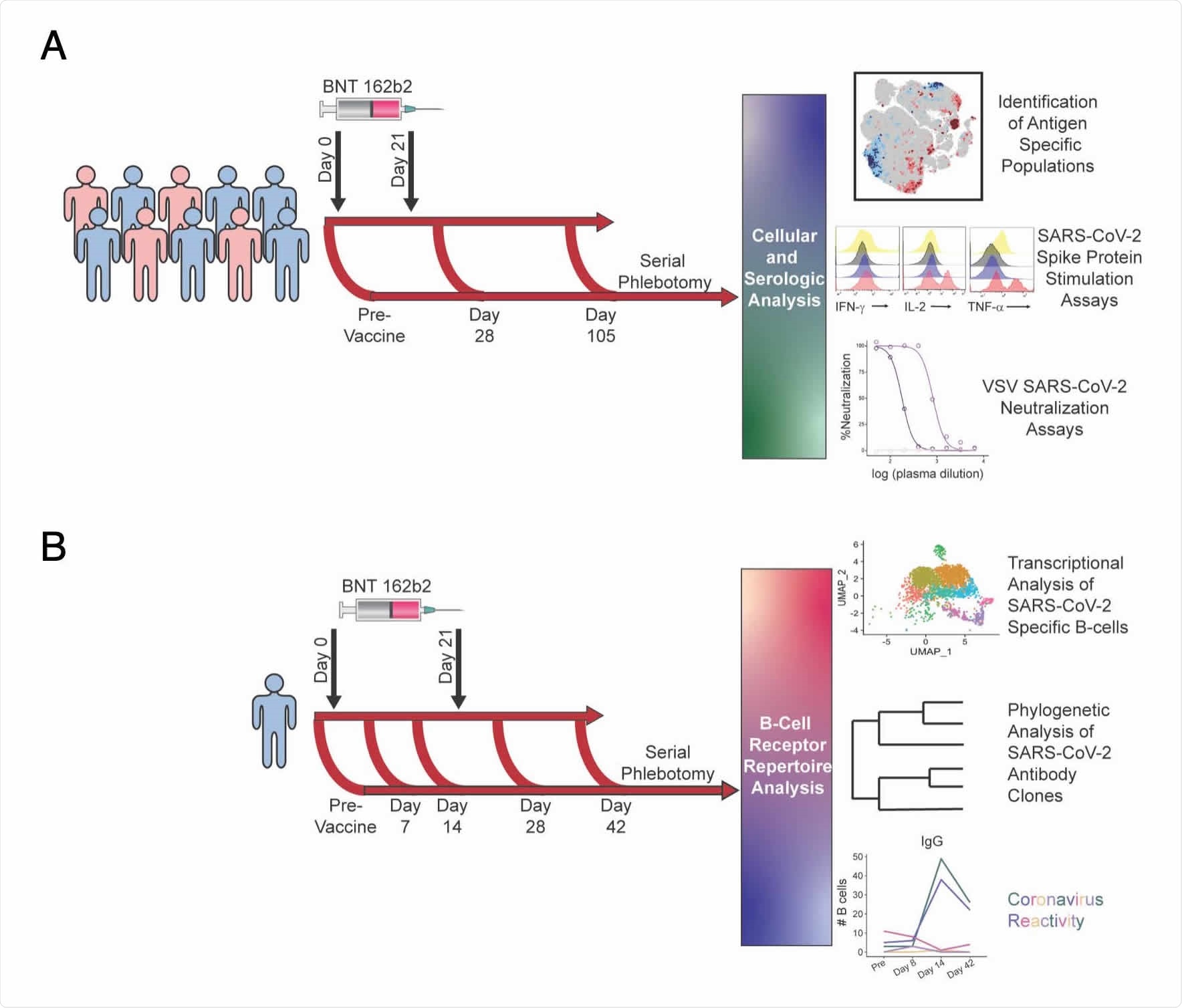 Schematic of vaccination schedule and sample collection. All donors were vaccinated with BNT162b2 on days 0 and 21. A. 10 healthy donors underwent serial phlebotomy was performed pre-vaccination (day -3 to 0), on day 28-30, and on day 105- 108. PBMCs were isolated at each time point, and citrated plasma was stored when possible. PBMCs from these donors were utilized for CyTOF and in vitro stimulation studies. Plasma was used both for SARS-CoV-2 ELISAs and vesicular stomatitis virus pseudoneutralization assays. B. A single healthy donor underwent serial phlebotomy prevaccination and on days 7, 14, 28, and 42. PBMCs and citrated plasma were isolated at each time point and used for transcriptional analysis of SARS-CoV-2 specific B cells.