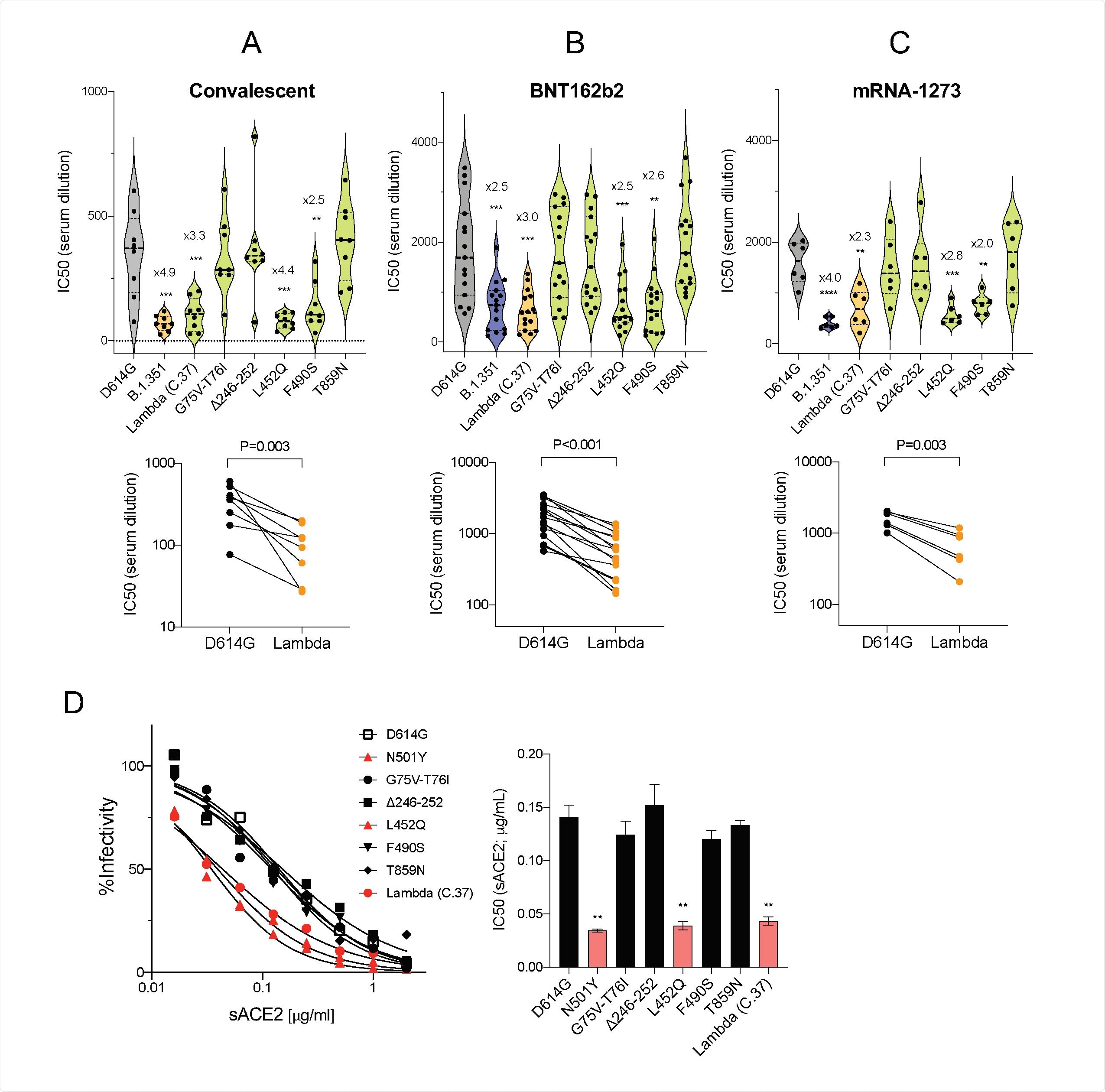 Neutralization of variant spike protein pseudotyped viruses by convalescent sera, vaccine-elicited antibodies, monoclonal antibodies and soluble ACE2. (A) Neutralization of lambda variant spike protein viruses pseudotyped virus by convalescent serum (n=8). Dots represent the IC50 of single donors. (B) Neutralizing titers of serum samples from BNT162b2 vaccinated individuals (n=15). Each dot represents the IC50 for a single donor. (C) Neutralizing titers of serum samples from mRNA-1273 vaccinated donors (n=6). The neutralization IC50 from individual donors is shown. Significance is based on the two172 sided test. (**P≤0.05, ***P≤0.001, ****P≤0.0001). (D) Neutralization of beta (B.1.351) and lambda variant spike protein variants by REGN10933 and REGN10987 monoclonal antibodies. Neutralization of D614G and lambda variant pseudotyped viruses by REGN10933 (left), REGN10987 (middle), and 1:1 ratio of REGN10933 and REGN10987 (right). The IC50s of REGN10933, REGN10987 and the cocktail is shown in the table. (E) Neutralization of individual mutated spikes by REGN10933 (left), REGN10987 (middle), and cocktail (right). The table shows the IC50 of REGN10933, REGN10987 and the cocktail. (F) Neutralization of lambda variant spike protein variants by soluble sACE2. Viruses pseudotyped with variant spike proteins were incubated with a serially diluted recombinant sACE2 and then applied to ACE2.293T cells. Each plot represents the percent infectivity of D614G and other mutated spike pseudotyped virus. The diagram shows the IC50 for each curve.