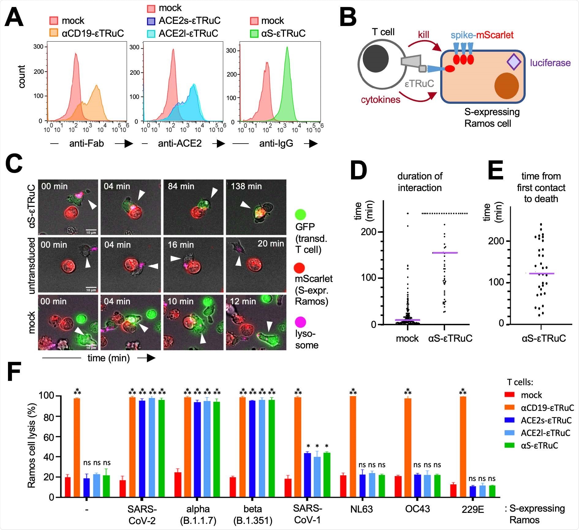 S-specific εTRuC T cells selectively eliminate S-expressing cells. A, Primary human T cells were transduced with the lentiviral vectors encoding for the εTRuCs or the mock vector and expanded with IL-2. Surface expression of the εTRuCs was determined by anti-Fab, anti-ACE2 and anti-IgG staining as indicated. B, S-and luciferaseexpressing Ramos cells are killed by the new εTRuC T cells. C, An αS-εTRuC T cell (green) with the lysosomes stained in pink and an S-mScarlet-expressing Ramos cell (red) were imaged and selected frames of the given times are shown (upper panel). Non-transduced (middle panel) and mock-transduced (green, lower panel) T cells were imaged together with the S-mScarlet-expressing Ramos cells (red). D, Quantification of the duration of interaction between S-mScarlet-expressing Ramos cells and αS-εTRuC or mock T cells from the 4 h videos. E, Quantification of the time it takes for an αS-εTRuC T cell to kill an S-mScarletexpressing Ramos cell (the purple lines in D and E depict the median). F, Ramos cells expressing luciferase, BFP and the different S-proteins were co-cultured with the εTRuC T cells for 24 h at in a 1:1 ratio. Target cell lysis was measured by a loss of luciferase activity in triplicates (the experiment was repeated more than 3 times, n>3).