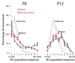 Sleep twitches guide metamorphosis of motor cortex in rats