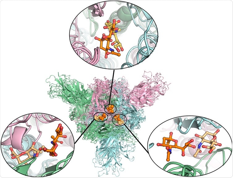 Alignment of different protein structures to identify the overlapped sialic acid-binding positions, that is, SA_6, SA_7, and SA_24. The figure shows the alignment of these final stable complex structures of sialic acid with spike protein, generated by the MD simulations starting from those four different protein structures. The sialic acid-binding positions, i.e., SA_6, SA_7, and SA_24 were found to be conserved in “down” conformational states of the spike protein and to be observable in “up” conformational states. Position SA_6 is between chain B (pale-blue) and chain C (light-pink), position SA_7 is between chain A (pale-green) and chain B and position SA_24 is between chain A and chain C. The stable bound sialic acids are shown in different colors. Three sialic acids in the glycosylated “down” conformational state are shown in orange color. Two sialic acids in the unglycosylated “down” conformational state are shown in light orange color. One sialic acid bound on the glycosylated “up” conformational state is shown in yellow-orange color. The detailed interaction modes for the bound modes are shown in Figure 4 and Supplementary Figures S7, S8. No stable sialic acid appears in these three positions for the glycated “up” state.