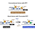 Study uncovers a subset of human short introns spliced out by a distinct mechanism