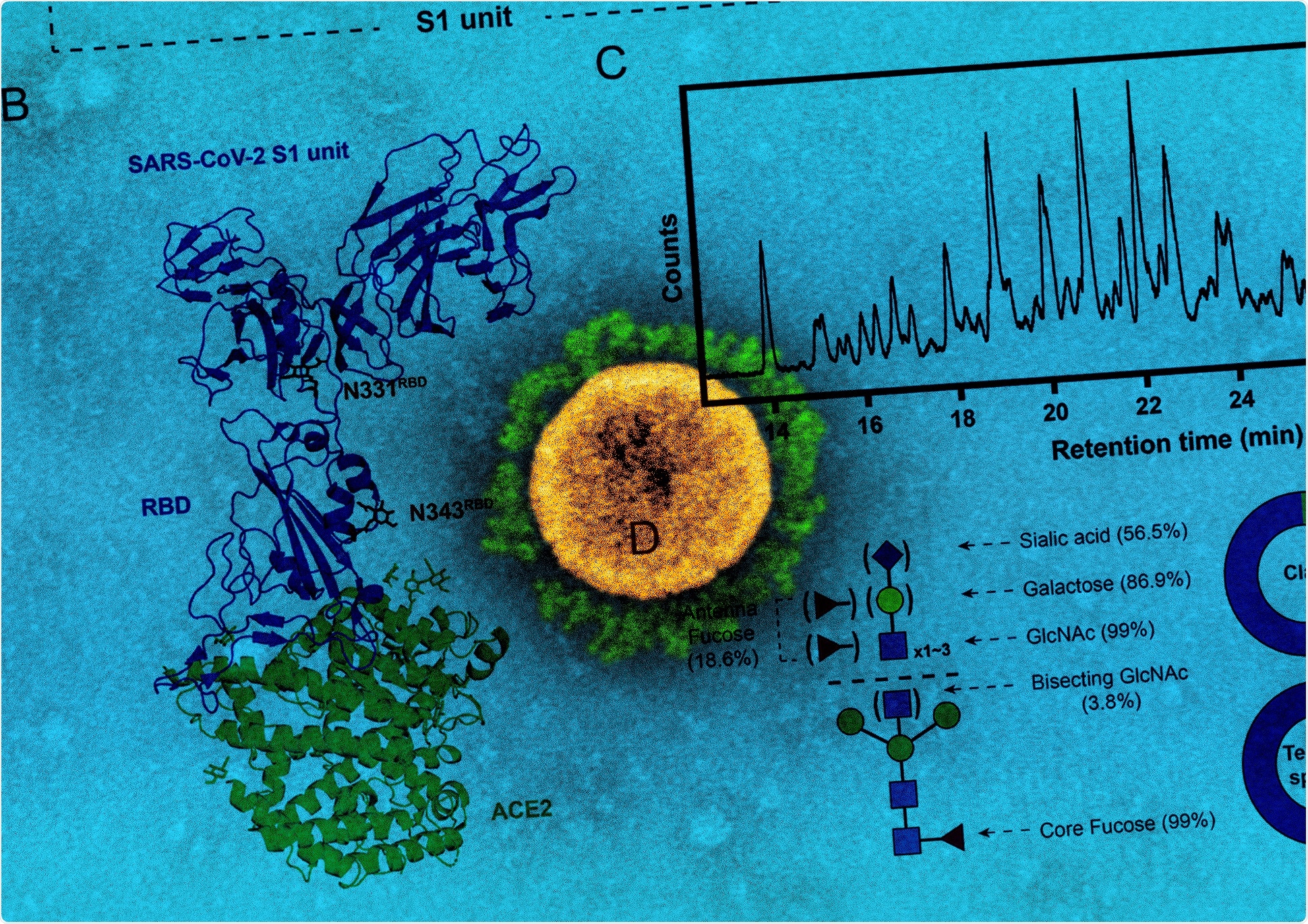 Study: Structural remodeling of SARS-CoV-2 spike protein glycans reveals the regulatory roles in receptor binding affinity. Image Credit: NIAID