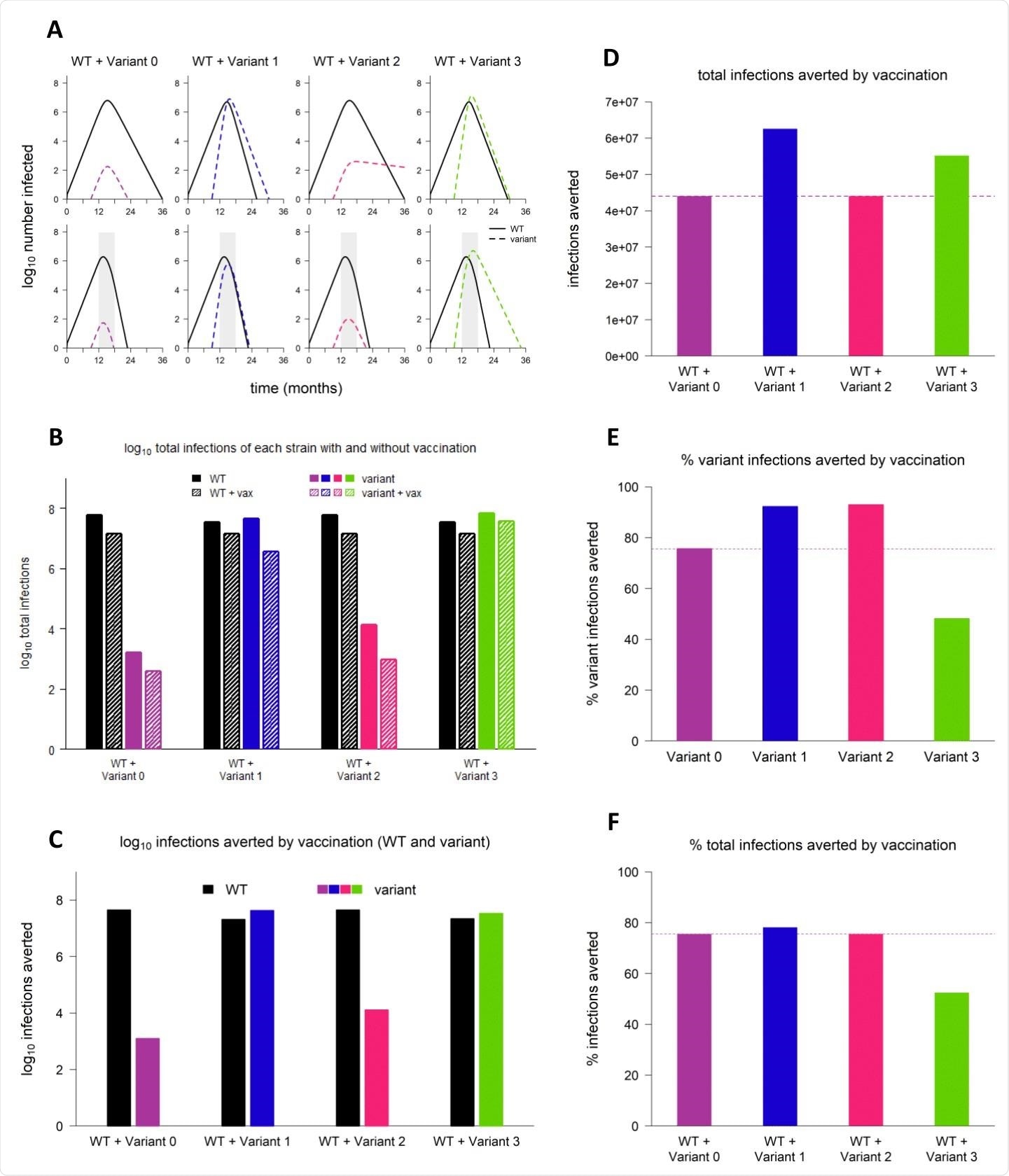 Sample dynamics of hypothetical variants. (A) Dynamics of WT and variant strains without vaccination (top row) and with vaccination (bottom row), shown on log scale. Solid/black lines, WT; dashed/colored lines, variants; gray shading, vaccine rollout. Subsequent panels reference the simulations depicted in (A). (B) Total infections with WT and variant strains with and without vaccination (log scale). Black bars, WT; colored bars, variants; solid bars, without vaccination; hatched bars, with vaccination. (C) WT and variant infections averted by vaccination (log scale). Black bars, WT; colored bars, variants. (D) Total infections (WT + variant) averted by vaccination (linear scale). Dashed line, total infections averted by vaccination in simulation with variant 0 (null variant). (E) Percentage of variant infections averted by vaccination (linear scale). Dashed line, percentage of varint infections averted in simulations with variant 0. (F) Percentage of all infections averted by vaccination (linear scale). Dashed line, percentage of infections averted in simulation with variant 0. In all simulations, variant is introduced at 9 months; in simulations with vaccination, vaccine rollout starts at 12 months and is spread over 6 months. Variant phenotypes are as follows: variant 0, identical to WT; variant 1, 60% greater transmissibility; variant 2, 40% immune escape; variant 3, 60% greater transmissibility and 40% immune escape.