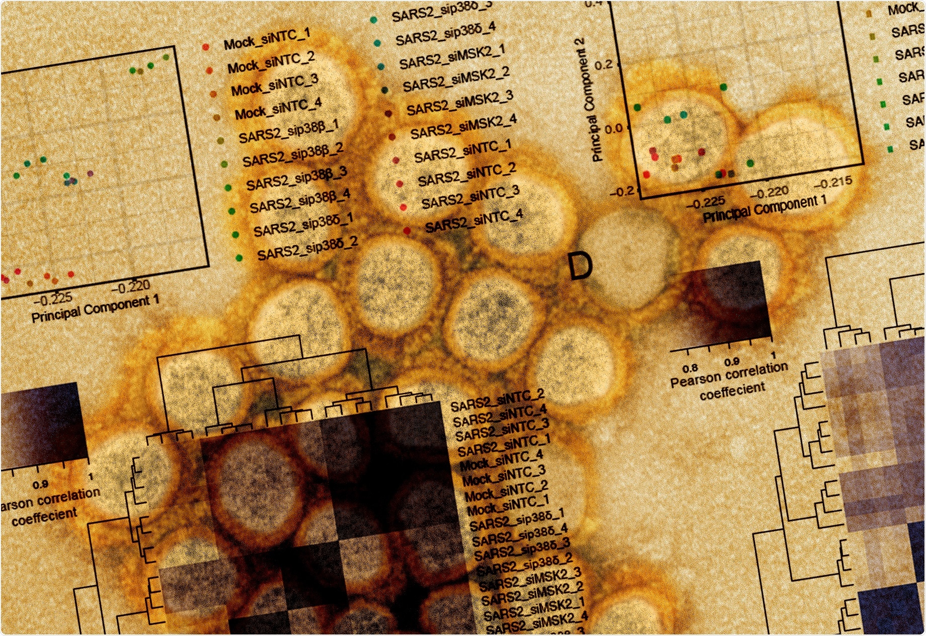 Study: SARS-CoV-2 hijacks p38ß/MAPK11 to promote viral protein translation. Image Credit: NIAID