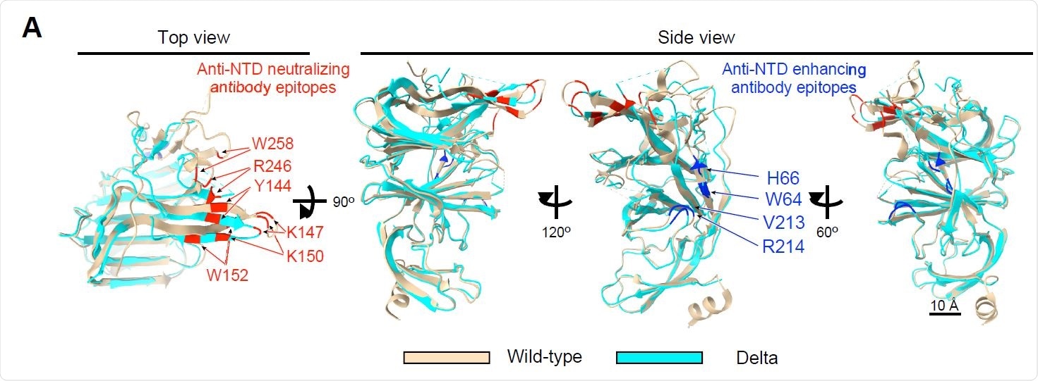 Cryo-EM analysis of the Delta NTD (A) Structure of the Delta NTD (light blue) analyzed by the Cryo-EM were superimposed with the wild-type NTD (light brown, PDB: 7LY3). Major anti-NTD enhancing antibody epitopes (blue) and anti-NTD neutralizing antibody epitopes (red) were indicated in the figure.