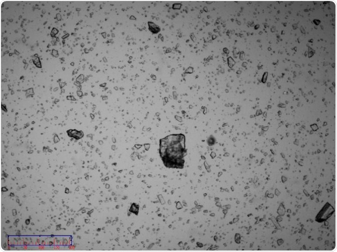 Image of non-micronized particles.