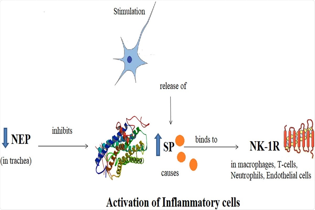Graphical Abstract: Schematic diagram showing Substance P, its receptor Neurokinin-1 and Neutral Endopeptidase. SP binds to NK-1R as a result of nociceptive stimulus and potentiates the inflammation. NEP acts as a regulatory mechanism by degrading the SP and hence, inflammation.