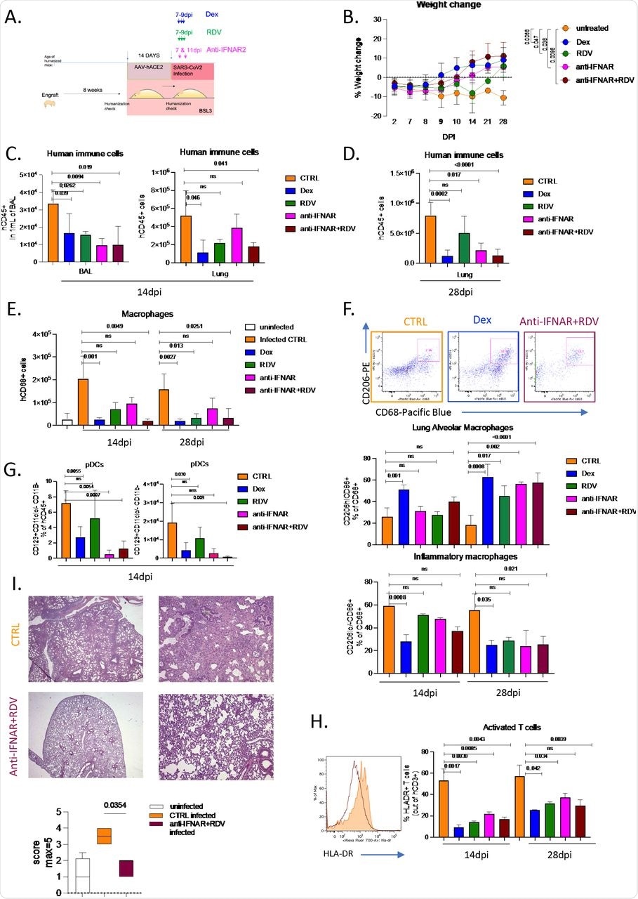 A. Schematic of experimental design of remdesivir, anti-IFNAR2 or dexamethasone treatment. SARS-CoV-2 infected MISTRG6-hACE2 mice were treated with dexamethasone and Remdesivir on days 7,8,9 post-infection with anti-IFNAR2 at 7dpi and 11 dpi. Mice were analyzed either at 14dpi or 28dpi.  B. Weight change in treated or control mice during SARS-CoV-2 infection plotted as percent change compared with original weight prior to viral inoculation. Mice were treated with remdesivir, dexamethasone at 7,8,9 dpi, with anti-IFNAR2 at 7,11 dpi or a combination of Remdesivir and anti-IFNAR2.