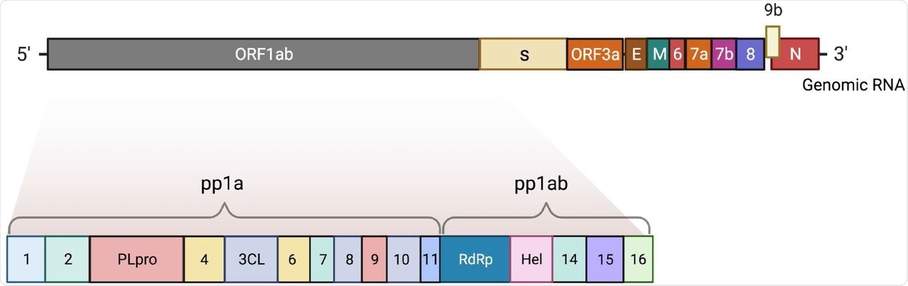 The complete genome of SARS-CoV-2. The 5’ end consists of a large gene region ORF1ab and its non-structural proteins (nsp1-16). The 3’ end compromises the structural proteins (nucleocapsid, membrane, envelope, spike) and other open-reading-frame (ORF) proteins. The figure was created with BioRender.com.