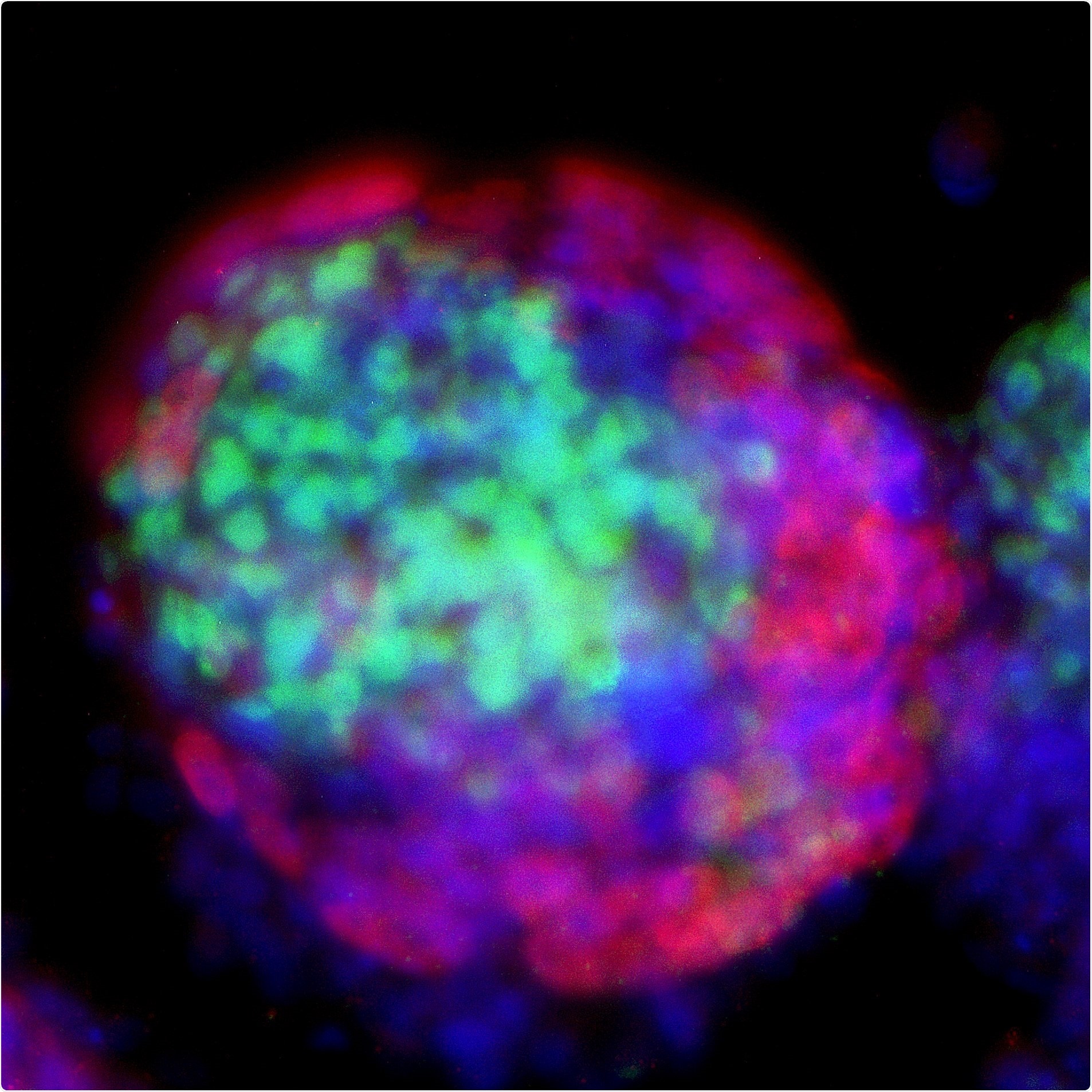 Scientists create a novel cell model for understanding human development