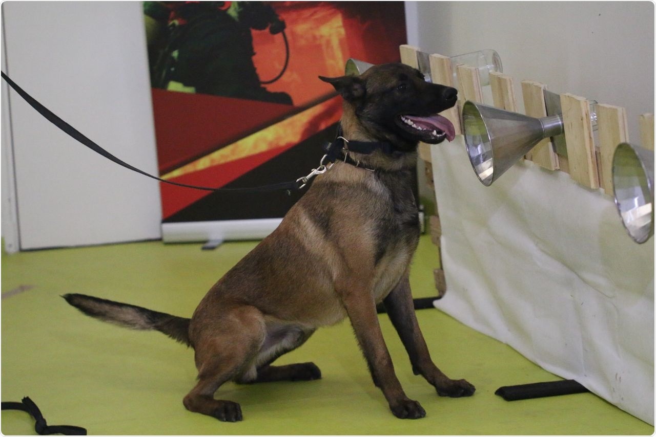 Dog sniffing setting: A handler is responsible for the guidance of the dog. The sniffing cone helps the dog sniff the scent of the samples put inside glass containers, which are held in empty boxes.